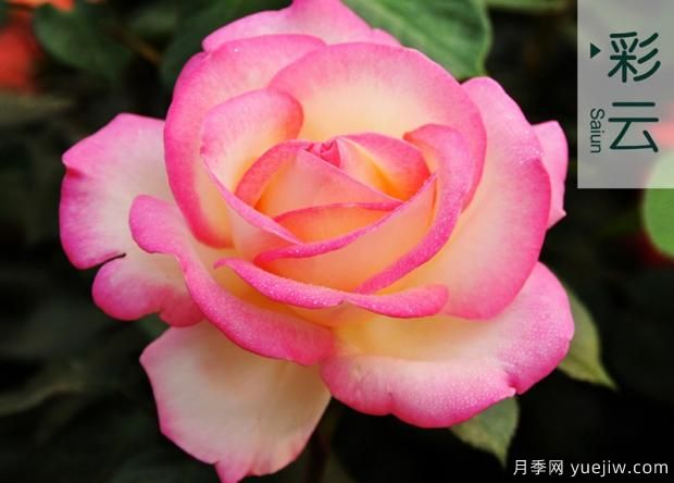 月季遇梅雨季怎么管理？(圖1)