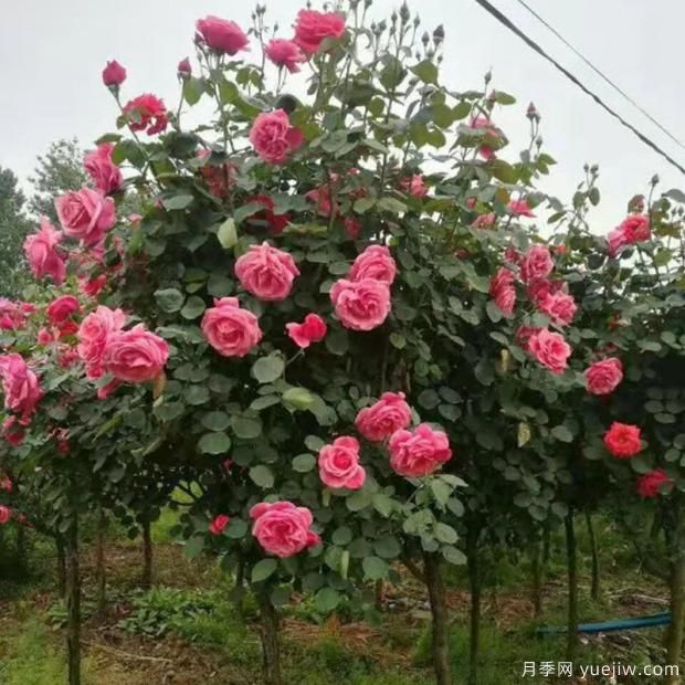 樹狀月季如何養(yǎng)護(hù)？(圖1)