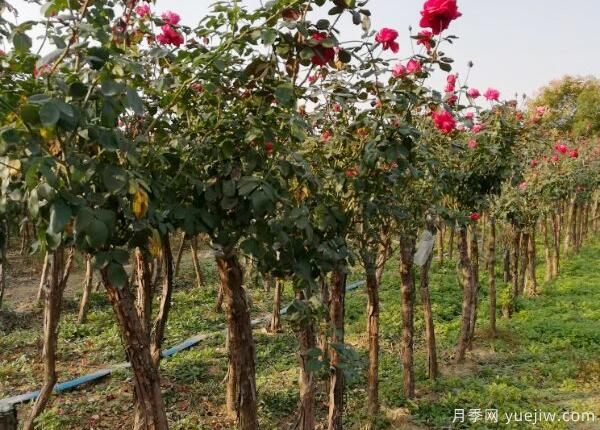 樹狀月季養(yǎng)植對水分有什么要求？(圖1)