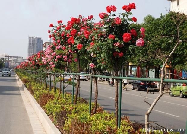 月季萌芽期，養(yǎng)護(hù)抓住這幾點(diǎn)不斷爆盆(圖1)