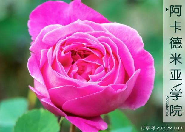 什么是激素苗？(圖1)