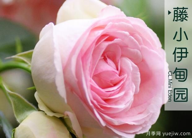 如何防止月季扦插“假活現(xiàn)象”？(圖1)