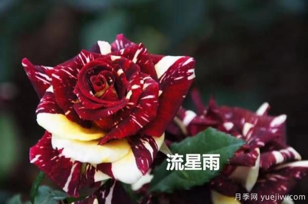 導(dǎo)致月季花黃葉常見的三個原因是什么？大花月季基地告訴你(圖1)