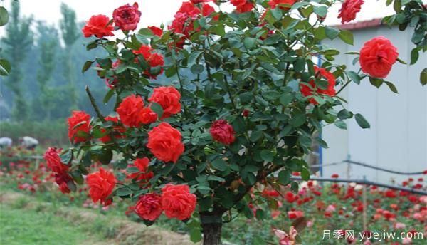 景觀樹(shù)狀月季開(kāi)的花很少是怎么回事？(圖1)