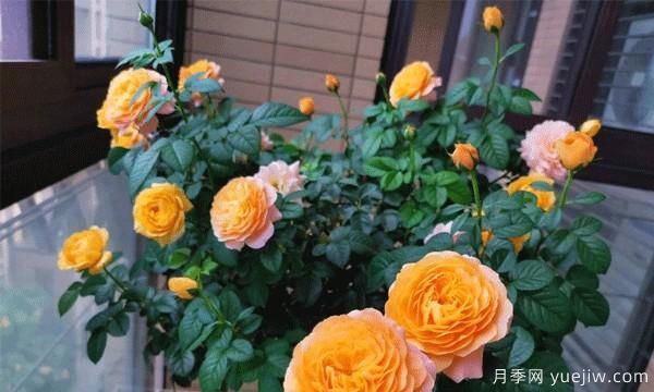 棒棒糖月季嫁接建議采用一些實(shí)生的薔薇，或者是月季來進(jìn)行操作(圖1)
