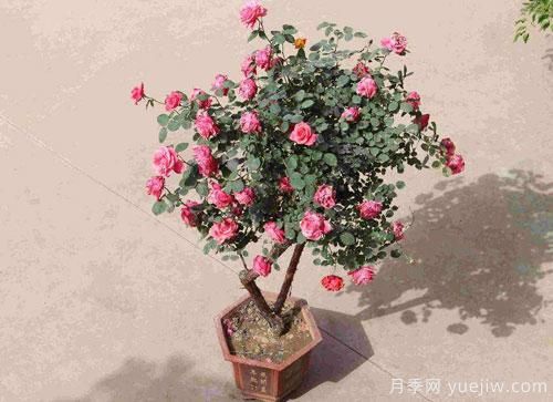 “花中皇后”，花色秀美，四季常開看月季之鄉(xiāng)的樹狀月季是如果養(yǎng)殖的？(圖1)