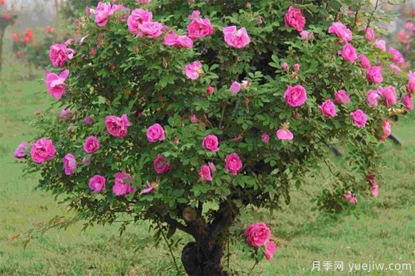 如何防治棒棒糖樹狀月季栽培過程中的介殼蟲侵害？(圖1)