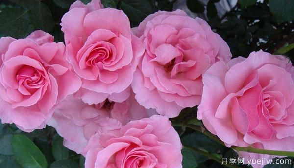 種植樹狀月季怎樣把握好施肥的度？(圖1)