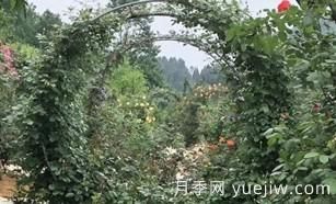 景區(qū)的拱形藤本月季是如何形成的，小苗初期都需要壓枝頭？(圖1)