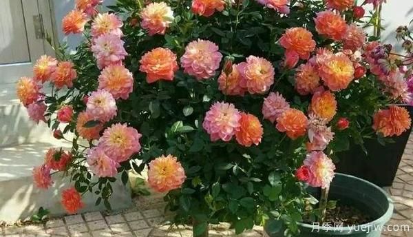 哪樣的花盆，可以用來種盆栽月季？(圖1)