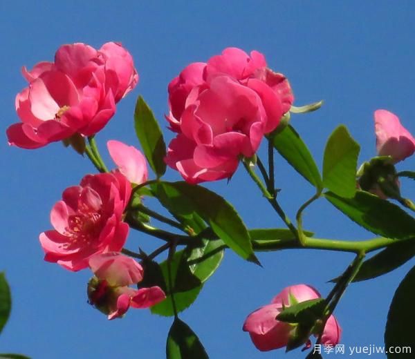 怎樣修剪枝干，能讓花越開越多(圖1)