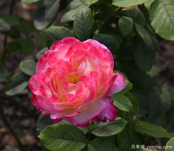 藤本月季修剪技巧簡(jiǎn)括分哪些？南陽(yáng)月季來(lái)解答(圖1)