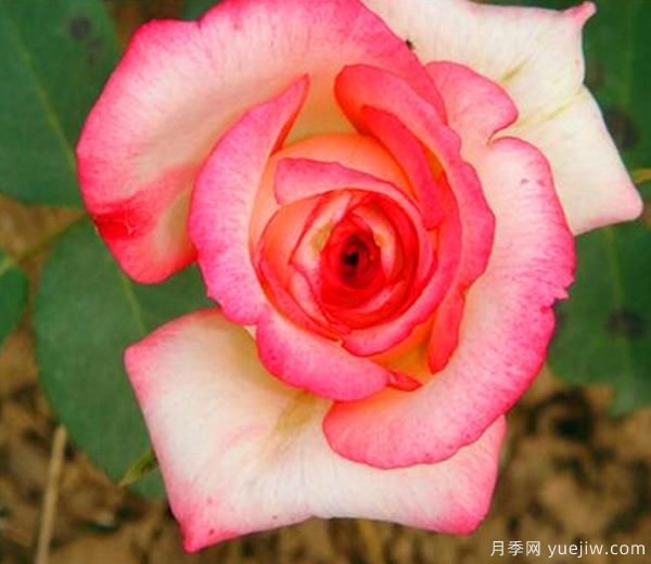 一般月季花哪個(gè)時(shí)期移栽會(huì)比較好？(圖1)
