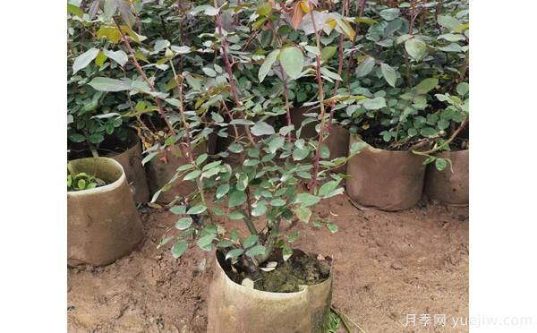 南陽(yáng)大花樹狀月季在土壤和肥料方面的選擇？(圖1)