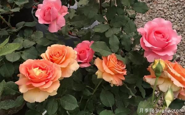 盆栽月季苗選購(gòu)，在哪個(gè)階段比較好呢？(圖1)