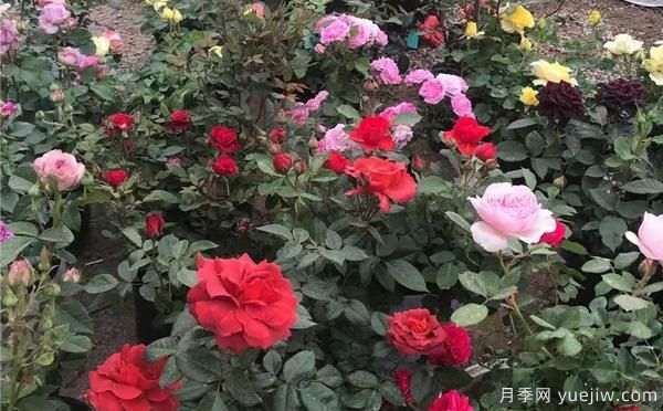 陽臺上栽盆栽月季，有什么種花知識呢？(圖1)