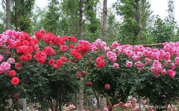 大花月季儲存也可做成干花呀，怎么處理呢？(圖1)