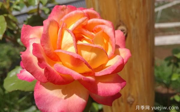 大花月季該怎樣修剪的呢？一起來看看吧(圖1)