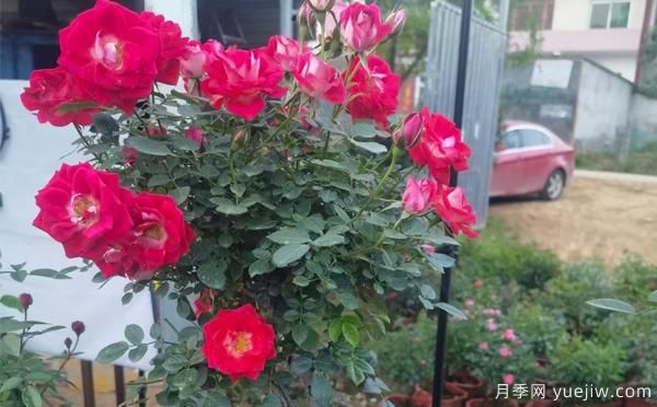 湖北大花月季怎樣管理，才多開花？(圖1)