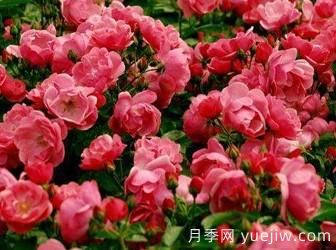 藤本月季你知道怎么養(yǎng)才更漂亮嗎？(圖1)