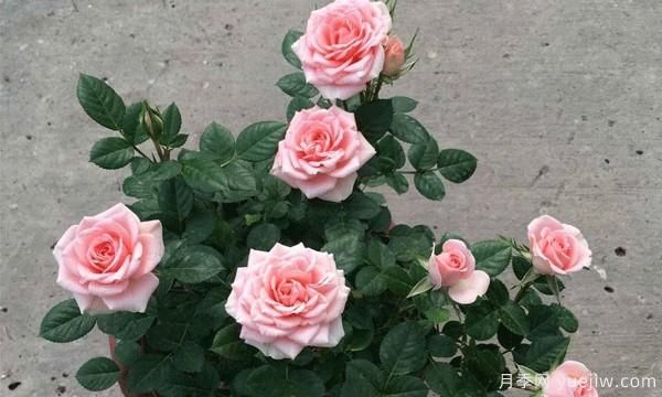 想要把“花中皇后”月季養(yǎng)護(hù)好必須保持通風(fēng)良好，排水良好和溫度適宜(圖1)