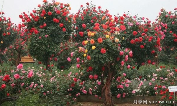 冬天種植庭院樹狀月季有什么是需要注意的？(圖1)