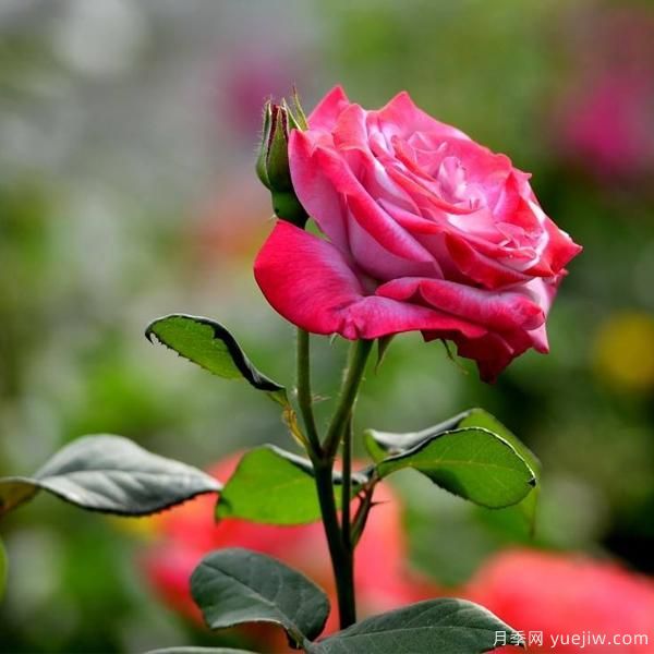 月季人稱花中皇后，那么它開花的關(guān)鍵是什么？(圖1)