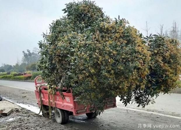 看葉子如何區(qū)分桂花樹的品種？(圖1)