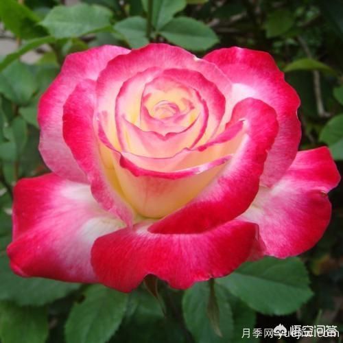***香的幾款月季品種是什么？(圖2)