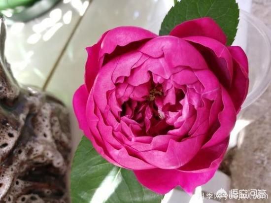 ***香的幾款月季品種是什么？(圖5)
