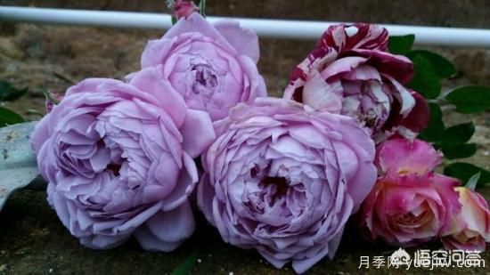 ***香的幾款月季品種是什么？(圖1)