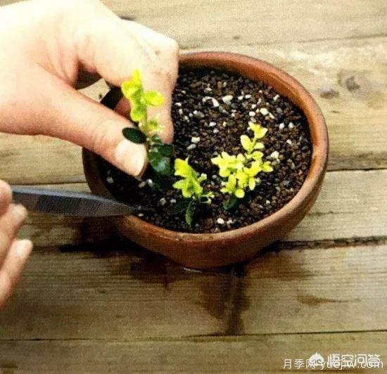 哪些樹種可以做街道綠化樹種？(圖17)