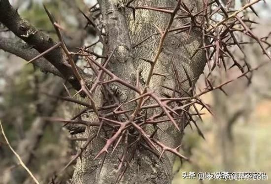皂角樹在田間能做造型嗎？為什么？(圖3)
