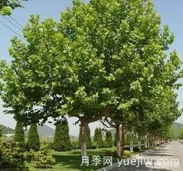現(xiàn)在什么苗木種植前景好？(圖2)