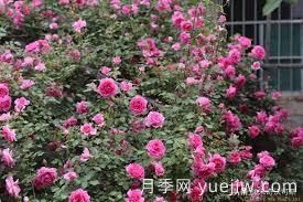 適合做拱門的大型藤本月季，有哪些品種可以推薦？(圖5)