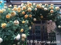 適合做拱門的大型藤本月季，有哪些品種可以推薦？(圖6)