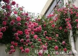 適合做拱門的大型藤本月季，有哪些品種可以推薦？(圖2)