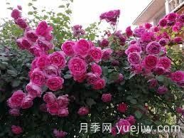 適合做拱門的大型藤本月季，有哪些品種可以推薦？(圖1)