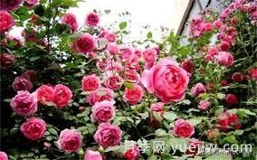 適合做拱門的大型藤本月季，有哪些品種可以推薦？(圖3)