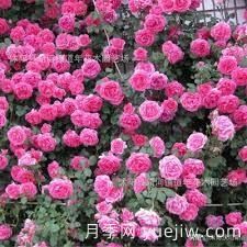 適合做拱門的大型藤本月季，有哪些品種可以推薦？(圖8)