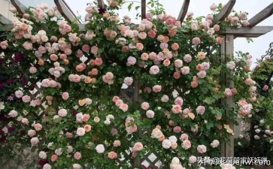 藤本月季的優(yōu)缺點是什么？有哪些？(圖5)