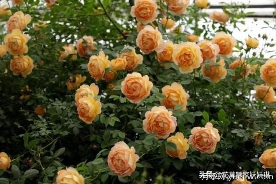 藤本月季的優(yōu)缺點是什么？有哪些？(圖10)