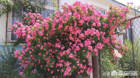 藤本月季的優(yōu)缺點是什么？有哪些？(圖1)