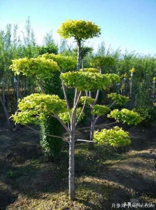 春季繁殖花卉苗木有哪幾種方法，如何來做你知道嗎？(圖10)