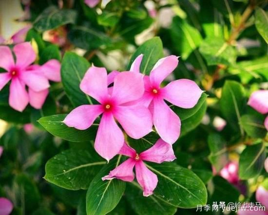 春季繁殖花卉苗木有哪幾種方法，如何來做你知道嗎？(圖11)