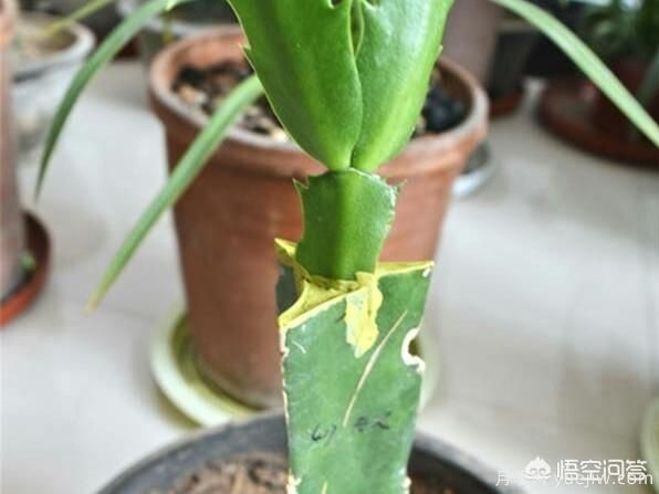 春季繁殖花卉苗木有哪幾種方法，如何來做你知道嗎？(圖4)