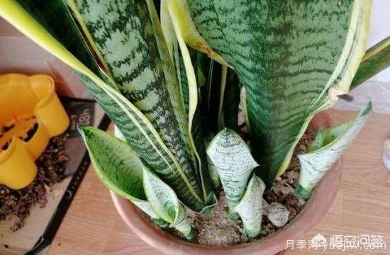 春季繁殖花卉苗木有哪幾種方法，如何來做你知道嗎？(圖5)