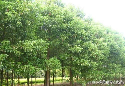 春季繁殖花卉苗木有哪幾種方法，如何來做你知道嗎？(圖8)