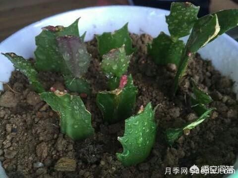 春季繁殖花卉苗木有哪幾種方法，如何來做你知道嗎？(圖7)