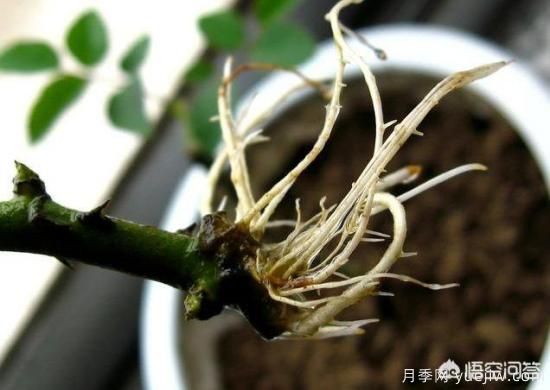 春季繁殖花卉苗木有哪幾種方法，如何來做你知道嗎？(圖6)
